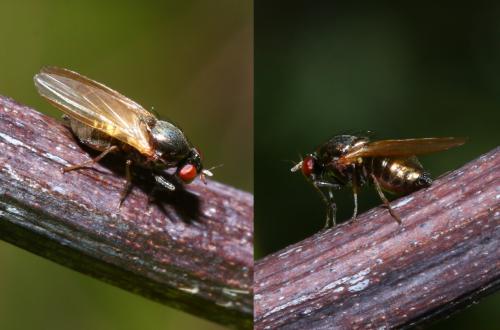 Calliopum sp.