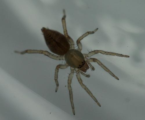 Réf. 150 044 : Clubiona comta