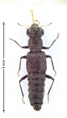 Réf. 150 158 : Stenus tarsalis