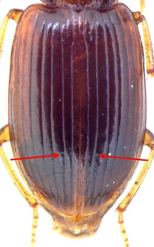Réf. 150 223 : Bradycellus verbasci