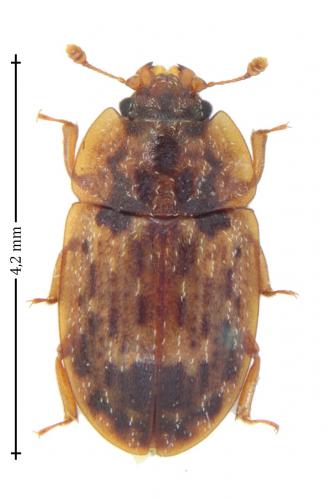 Réf. 150 165 : Soronia grisea