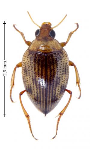 Haliplus heydeni