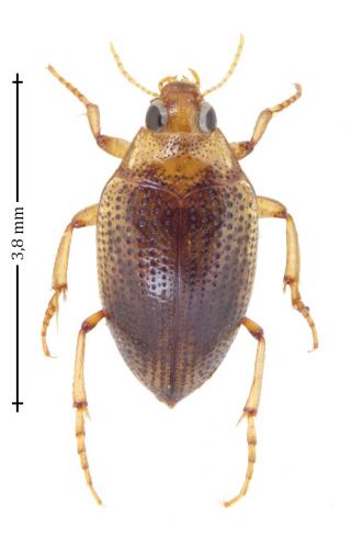 Réf. 150 406 : Haliplus flavicollis
