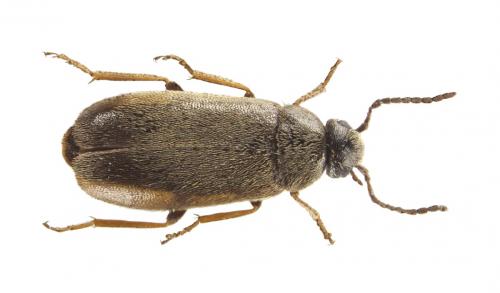 Scraptia dubia