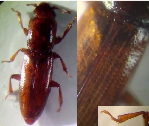 Rhizophagus sp.