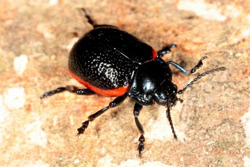 Chrysolina kuesteri