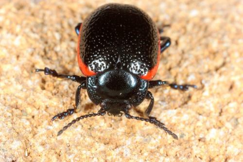 Chrysolina kuesteri