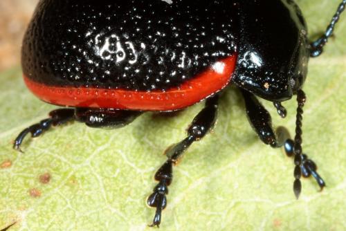 Chrysolina kuesteri