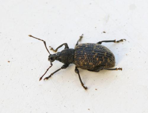 Otiorhynchus sulcatus