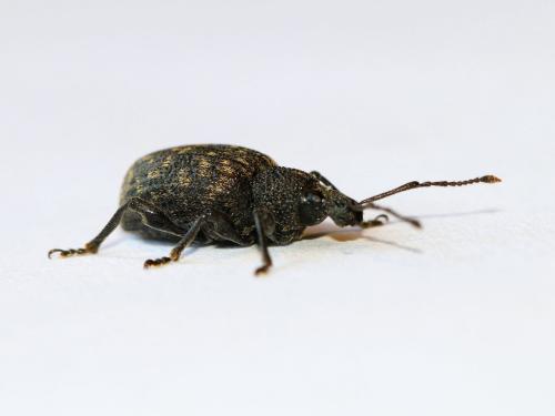 Réf. 150 400 : Otiorhynchus sulcatus