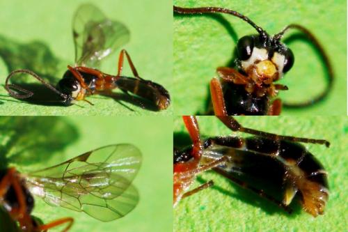 Réf. 150 543 : Acrotomus lucidulus