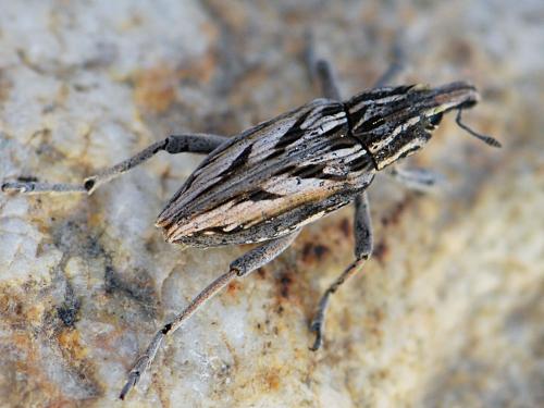 Coniocleonus nigrosuturatus