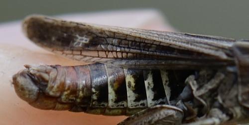 Réf. 150 597 : Omocestus haemorrhoidalis haemorrhoidalis
