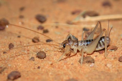 Lezina sp.