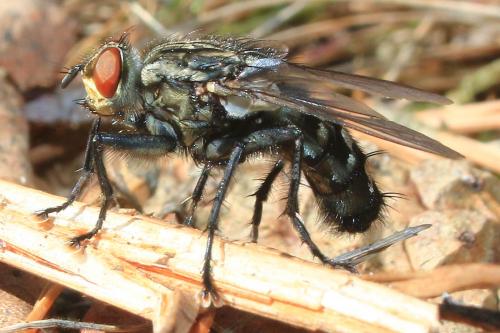 Sarcophaga sp.