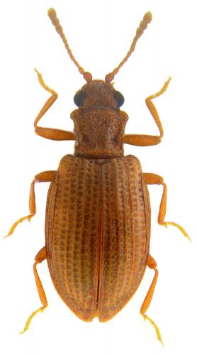Stephostethus caucasicus
