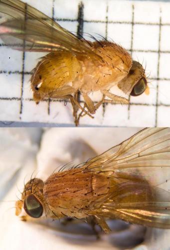 Sapromyza sp.