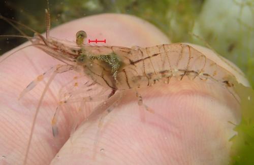 Réf. 150 554 : Palaemon elegans