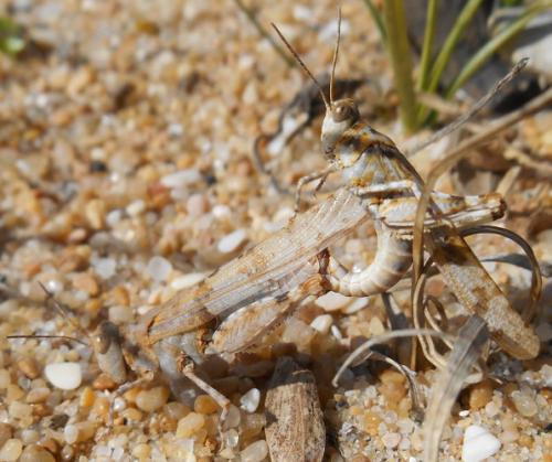 Réf. 150 731 : Sphingonotus caerulans