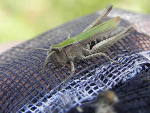 Chorthippus dorsatus dorsatus