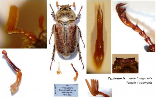 Réf. 150 408 : Cyphonoxia sp.