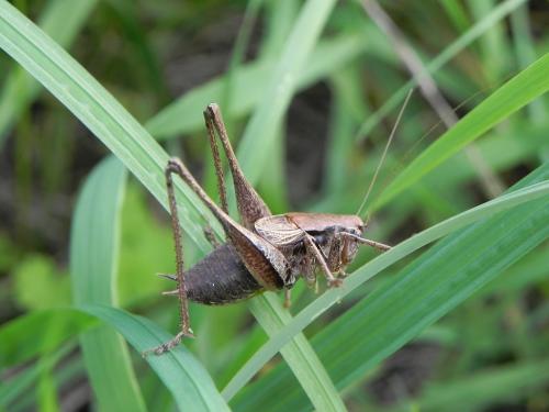 Pholidoptera griseoaptera