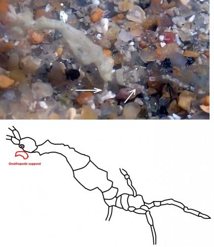 Réf. 150 370 : Caprella sp.