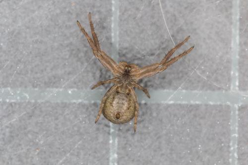 Xysticus sp.