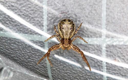 Réf. 150 376 : Xysticus sp.