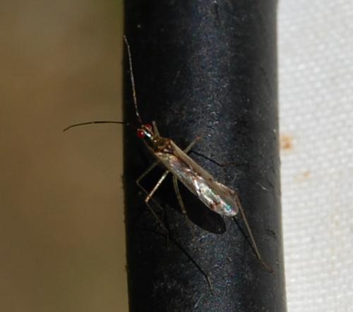 Réf. 150 425 : Dicyphus sp.