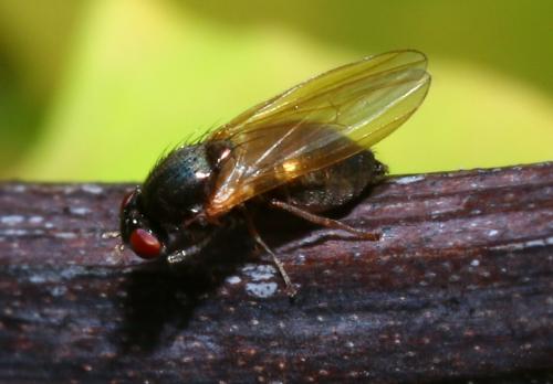 Calliopum sp.