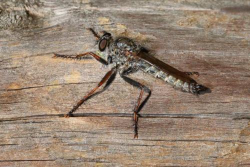Réf. 150 412 : Tolmerus atricapillus
