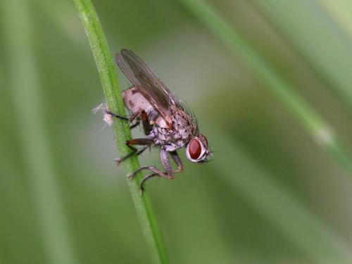 Réf. 150 139 : Coenosia tigrina