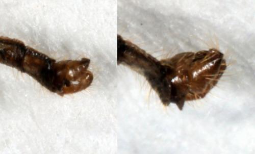 Eloeophila maculata