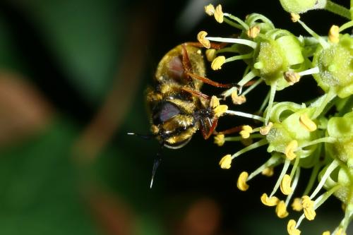 Callicera spinolae
