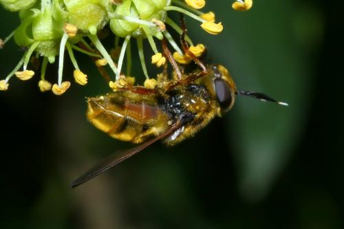 Callicera spinolae