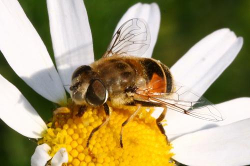 Réf. 150 745 : Eristalis arbustorum