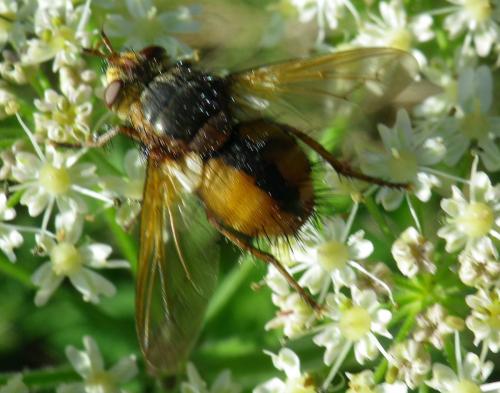 Réf. 150 284 : Tachina fera