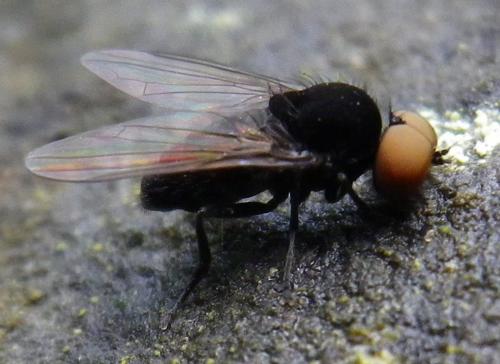 Platypeza sp.