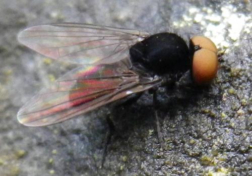 Réf. 150 345 : Platypeza sp.
