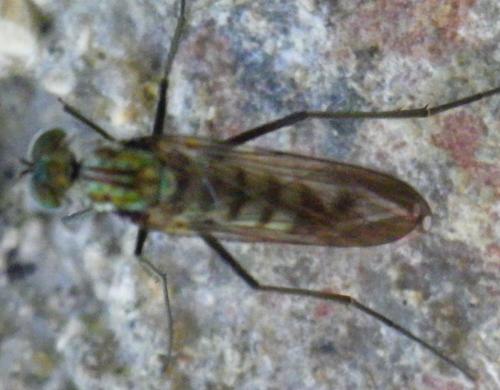 Liancalus virens