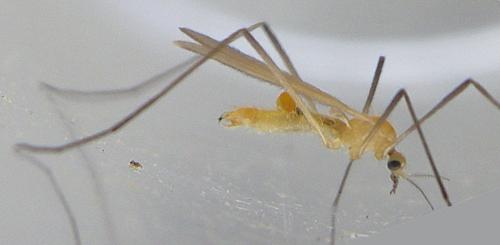Réf. 150 031 : Molophilus appendiculatus