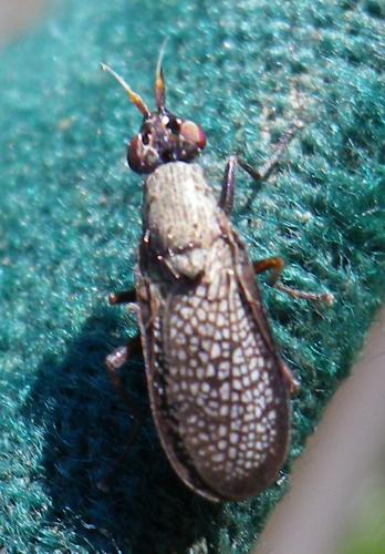 Réf. 150 560 : Coremacera marginata