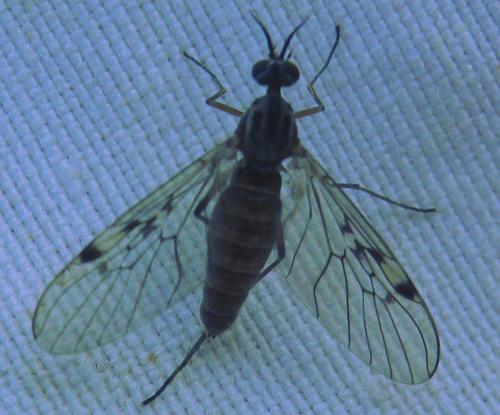 Réf. 150 556 : Sylvicola punctatus