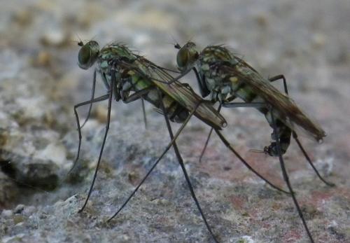 Réf. 150 346 : Liancalus virens