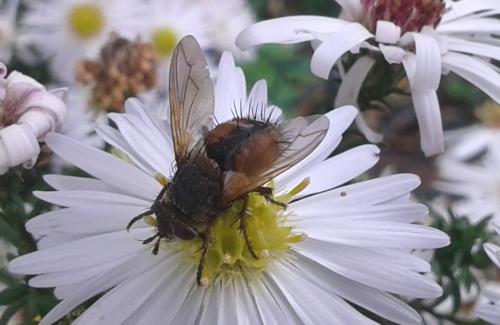 Tachina fera