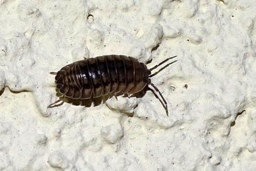 Réf. 150 842 : Armadillidium nasatum