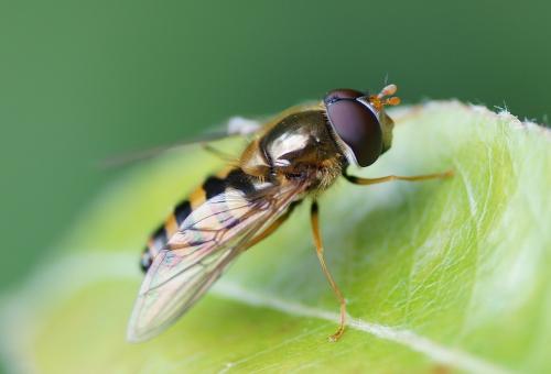 Réf. 150 880 : Epistrophe nitidicollis