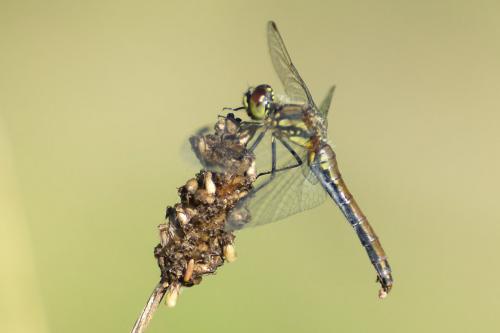 Réf. 150 438 : Sympetrum danae