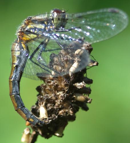 Sympetrum danae